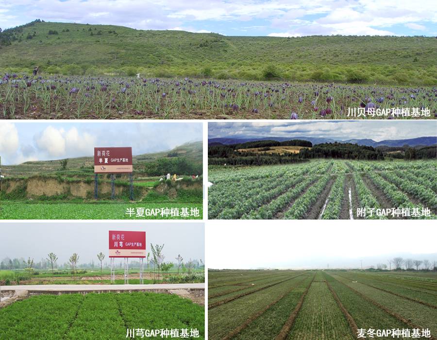 飲片風暴強勢登陸藥交會，新荷花重磅出擊！代理商速來！